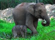 1.040 Lahan Ilegal di Kawasan Konservasi Tesso Nilo Dicabut